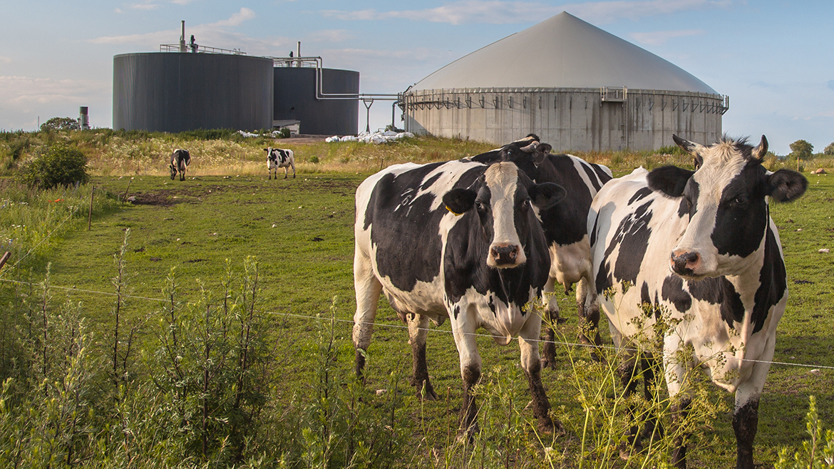 Bio Gas Installation Processing Cow Dung as part of a Farm