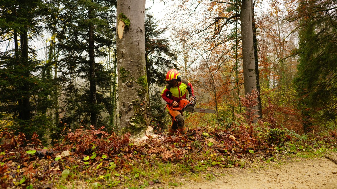 Worker in protective gear operating a two-cycle engine chainsaw in a wooded area