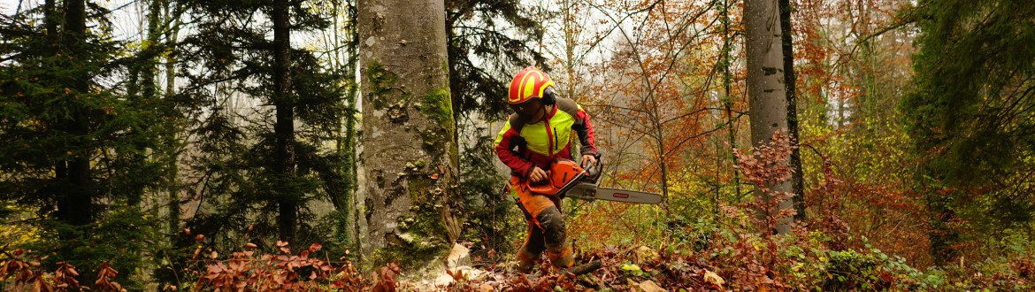 Worker in protective gear operating a two-cycle engine chainsaw in a wooded area